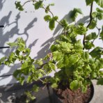 Lieska obyčajná (Corylus avellana contorta) ´MEDUSA´ - výška 60-80 cm, kont.C5L
